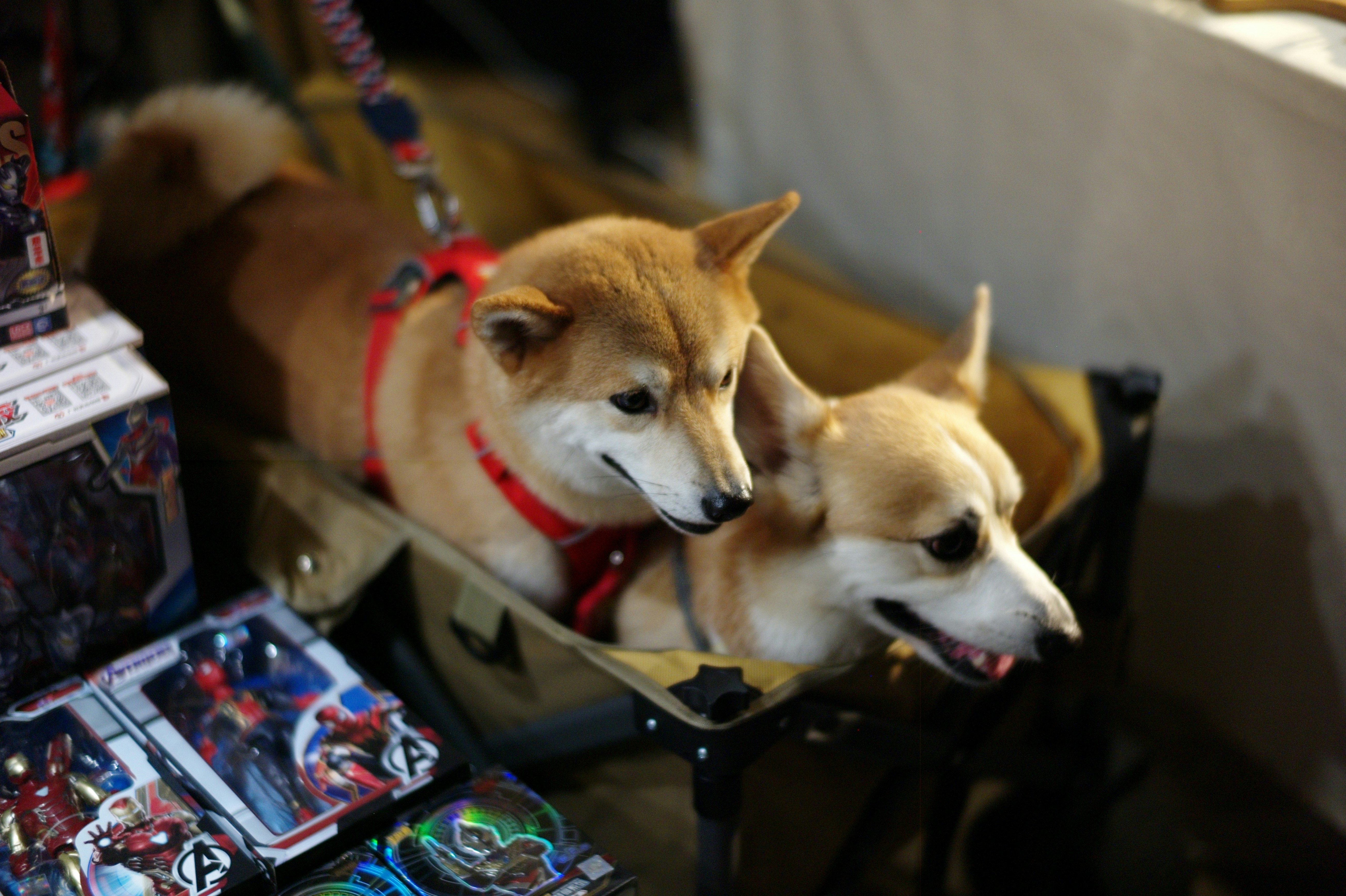 two dogs sitting on a chair