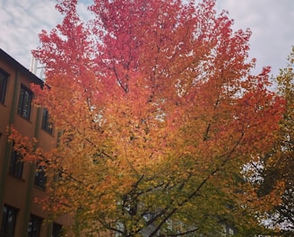 a tree with orange leaves