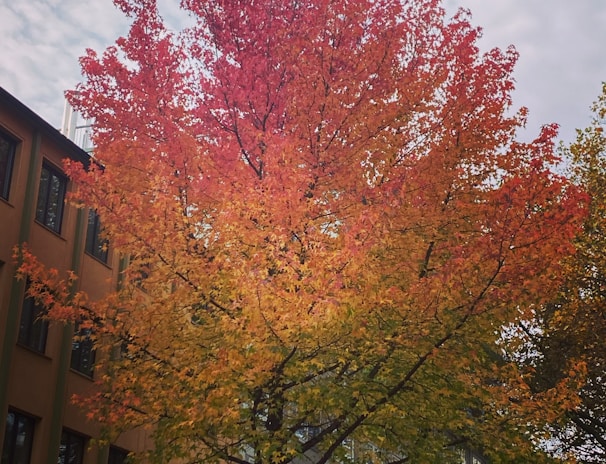 a tree with orange leaves