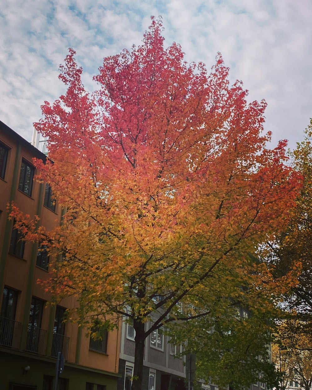 a tree with orange leaves