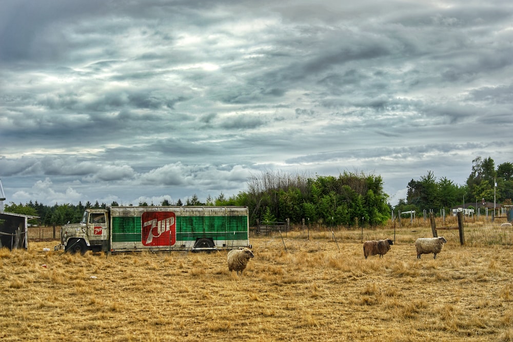 sheep in a field