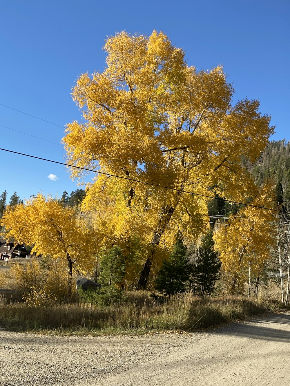 a tree with yellow leaves