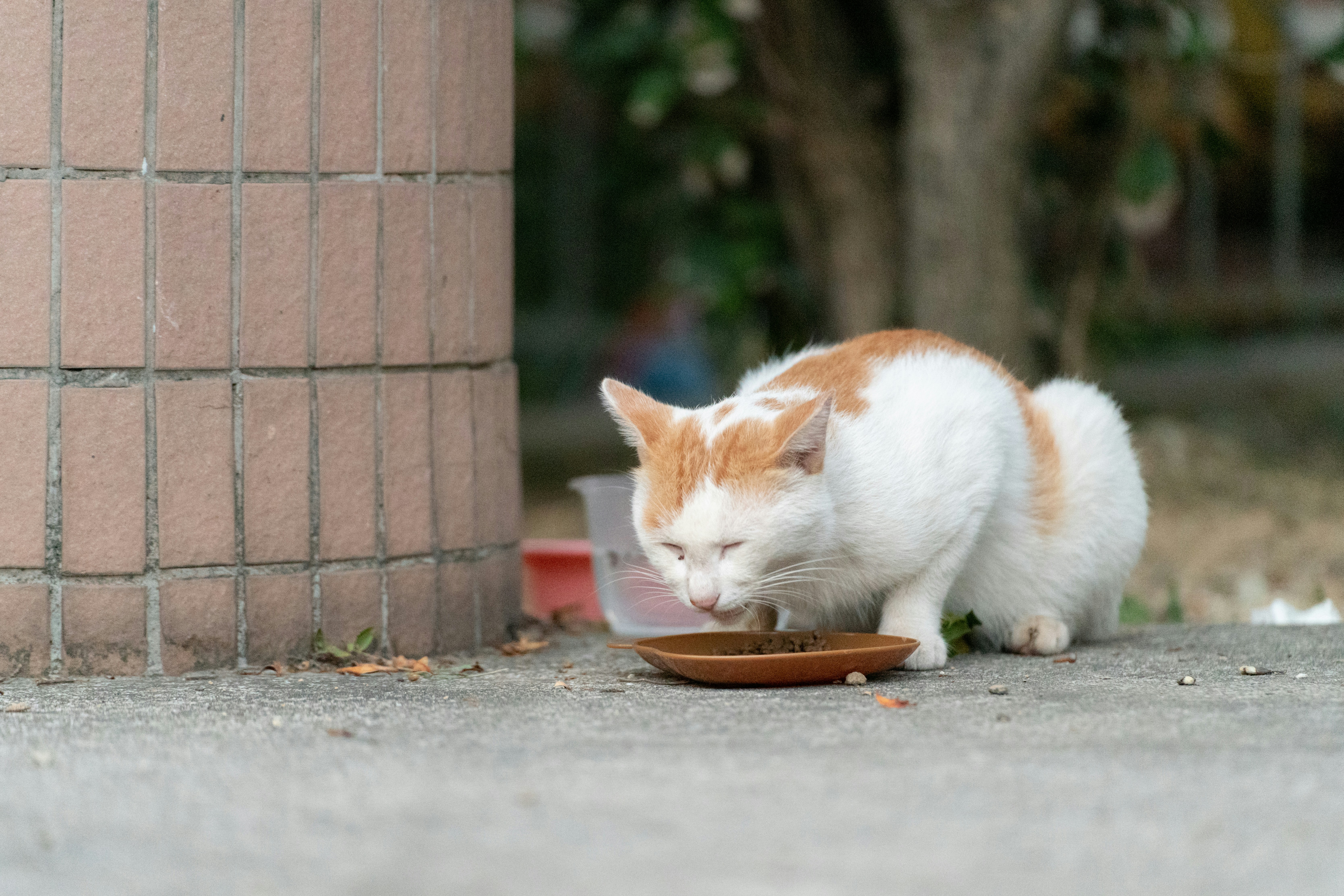 senior cat eating food