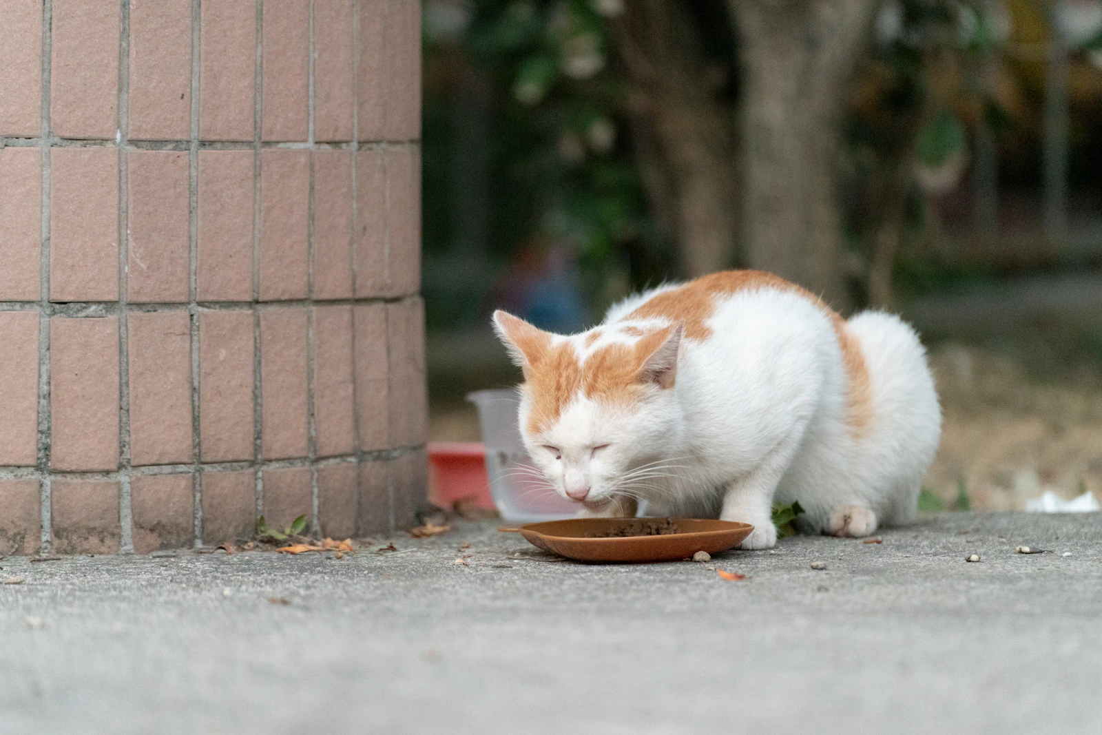 Cat eating from a bowl beside a brick surface