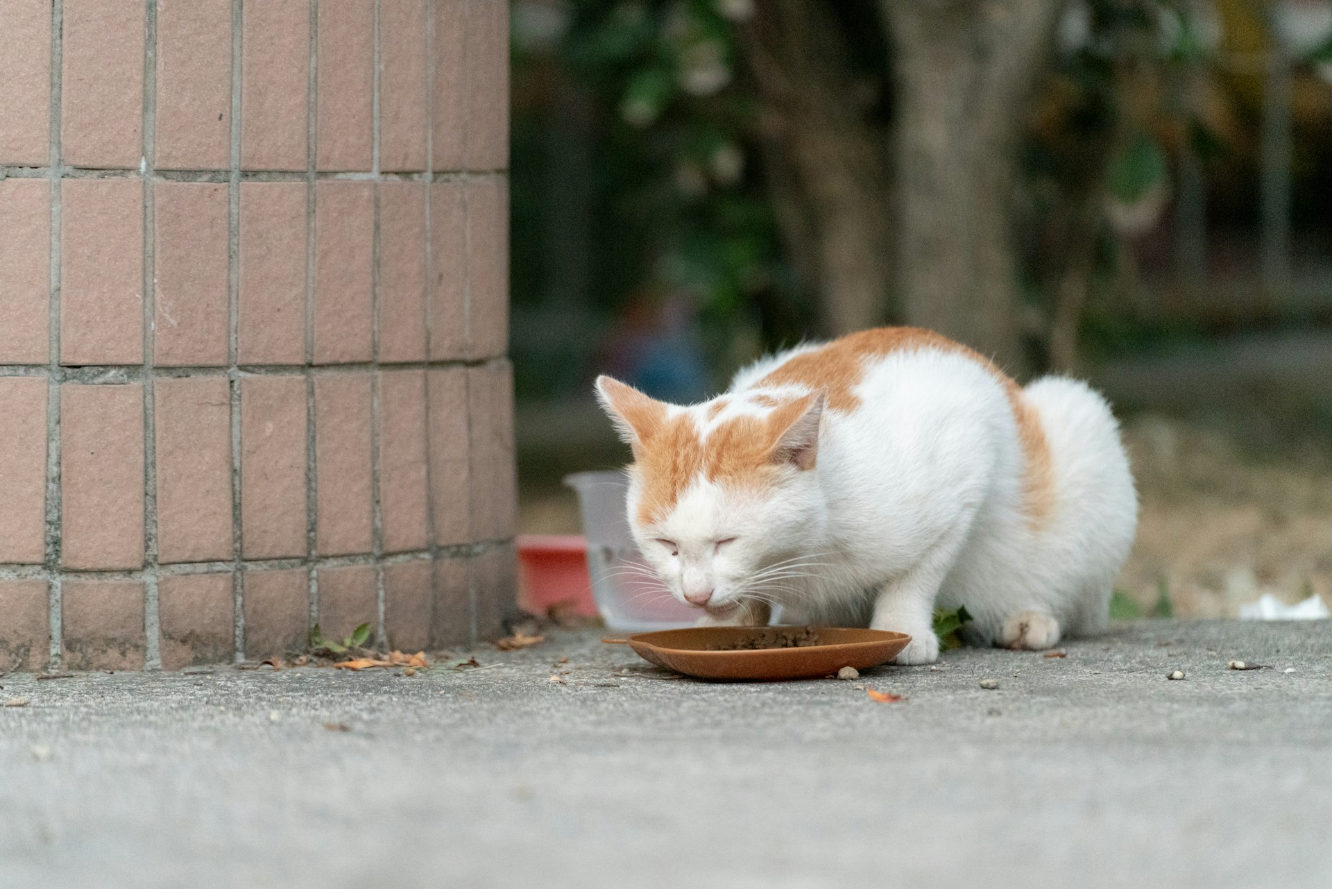 a cat eating from a bowl