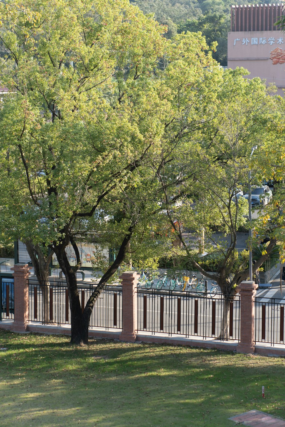 a tree in a park