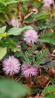 Mimosa Pudica