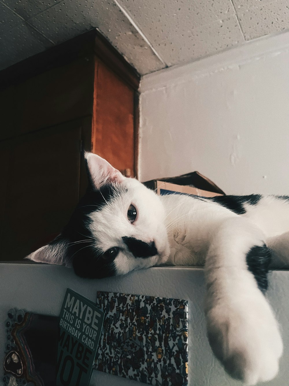 a cat lying on a box