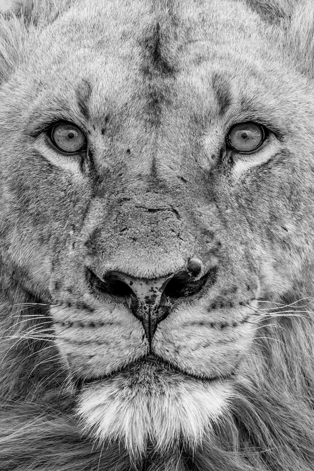 Extreme close-up of a lion’s face, piercing amber eyes, dramatic studio lighting