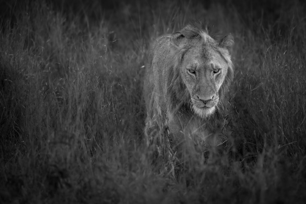 a lion in a field