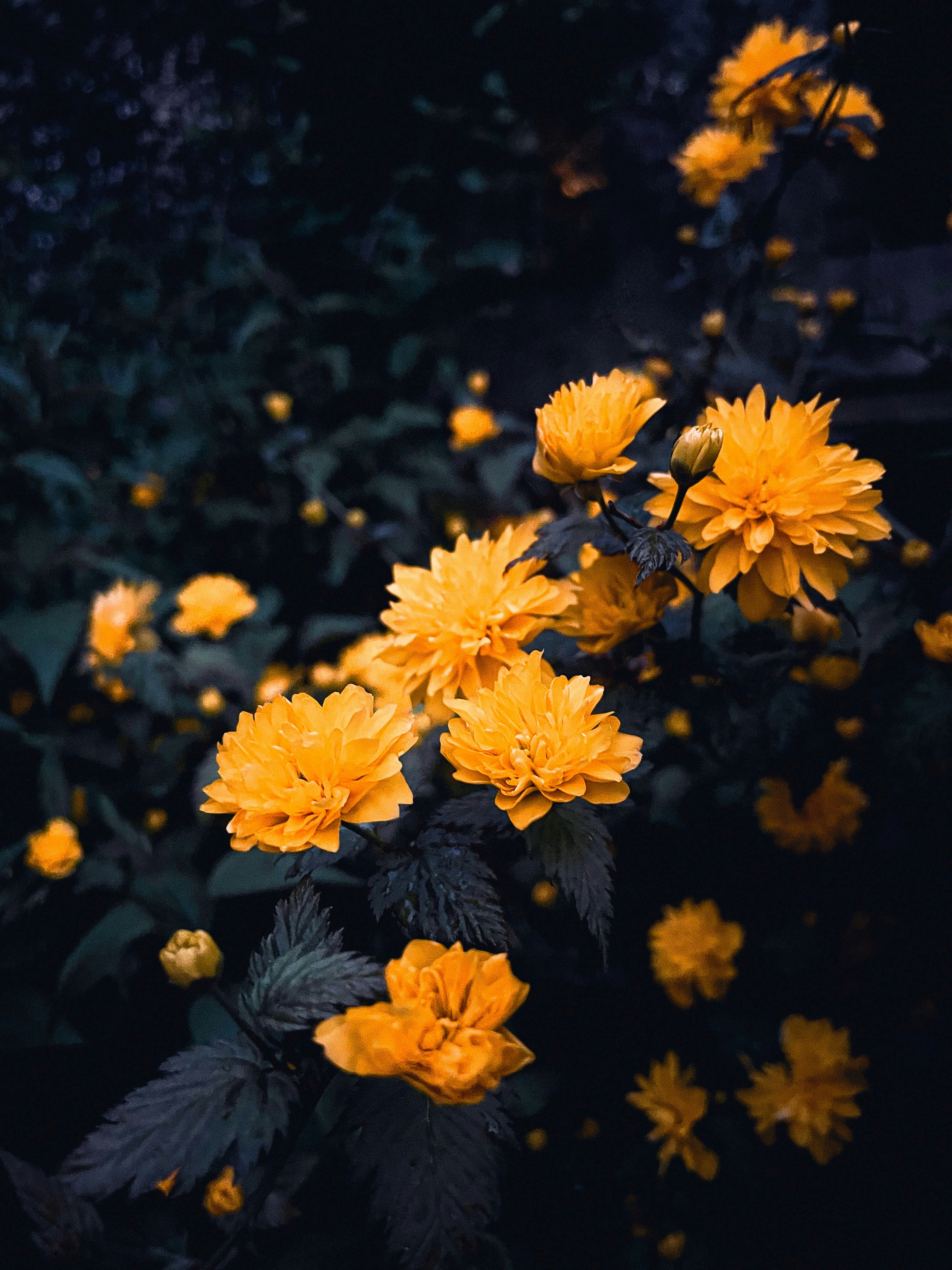 Photo by nicklevish
