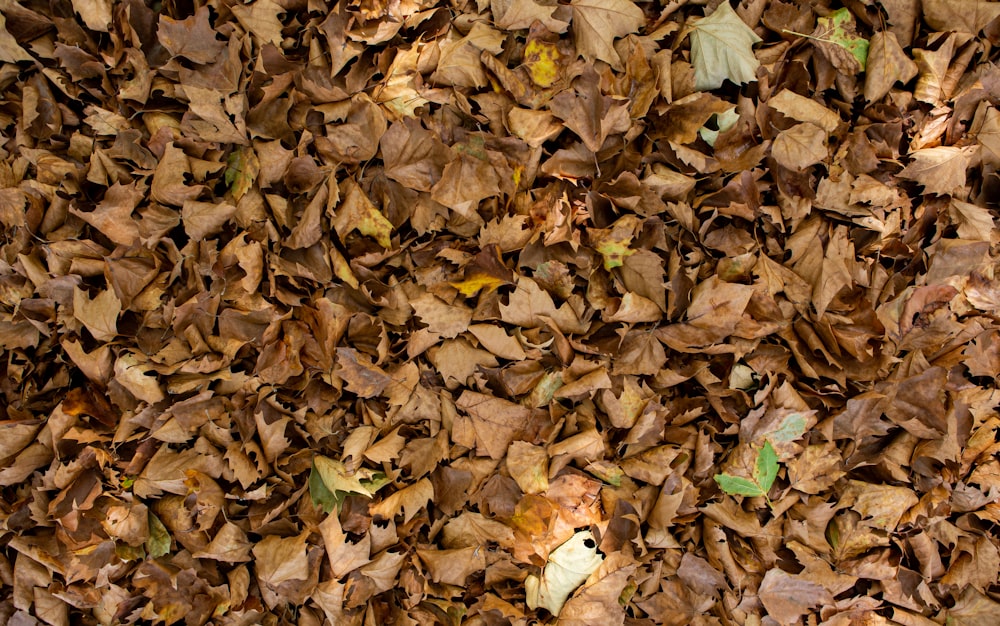 a pile of brown leaves