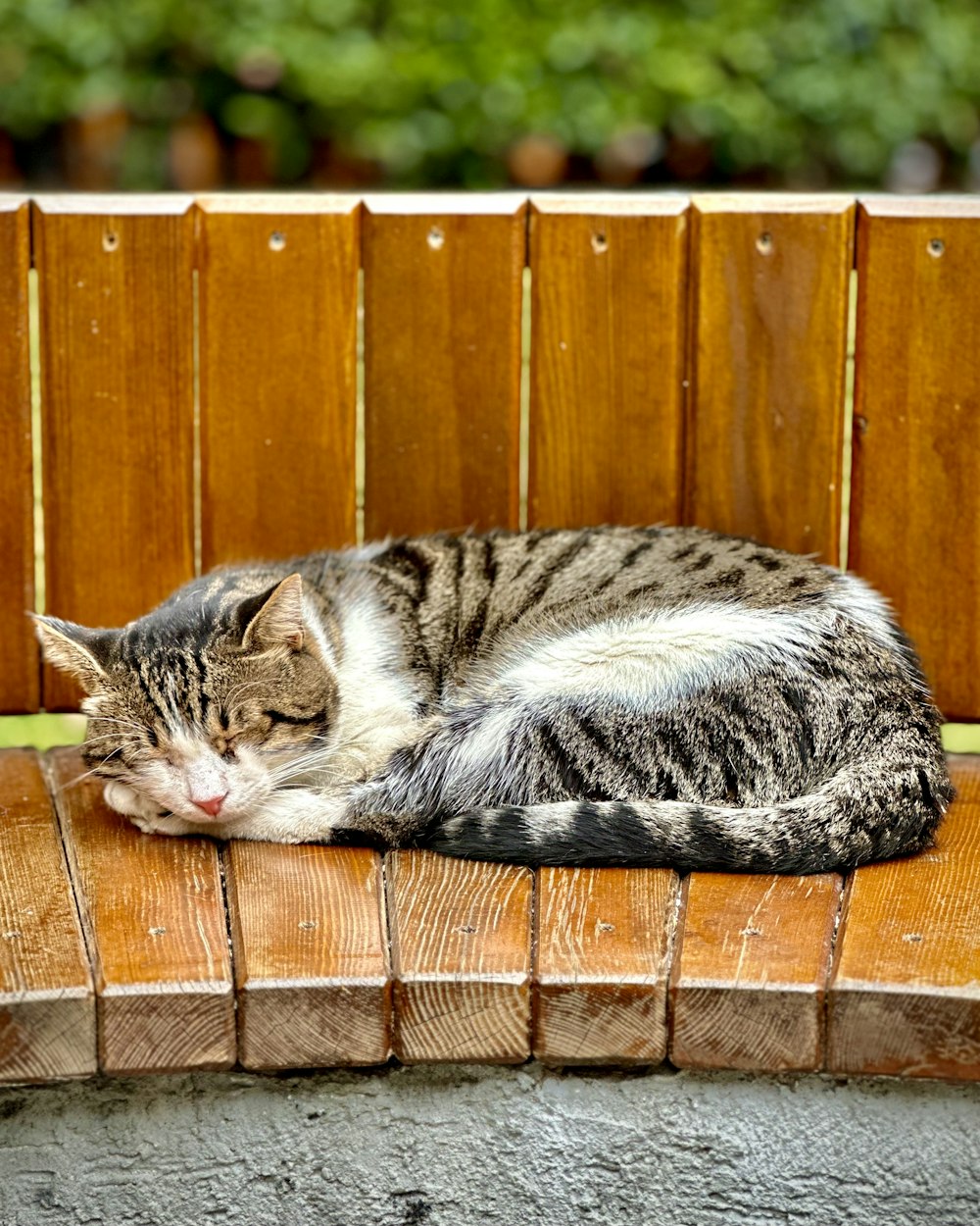 um gato deitado em uma cerca