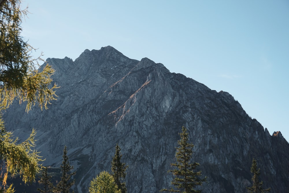 a mountain with trees on it