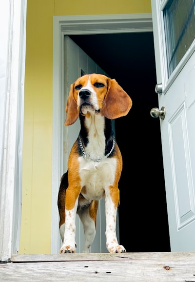 A dog standing in a doorway in a watchful stance, the kind of spot where new-people introductions tend to happen