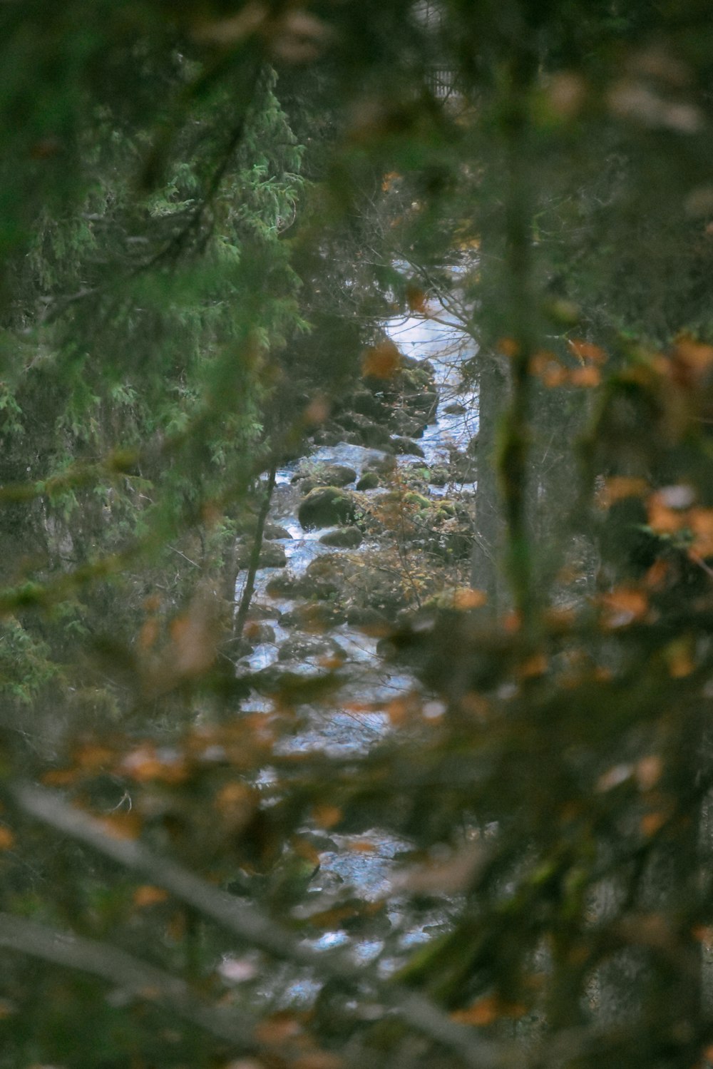 a view of a river through a tree