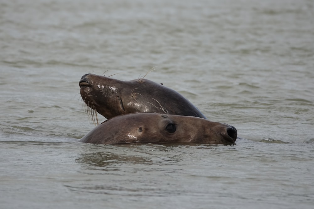 a seal swimming in water