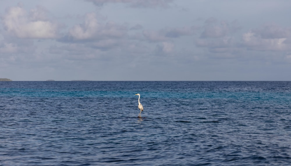 a bird in the water