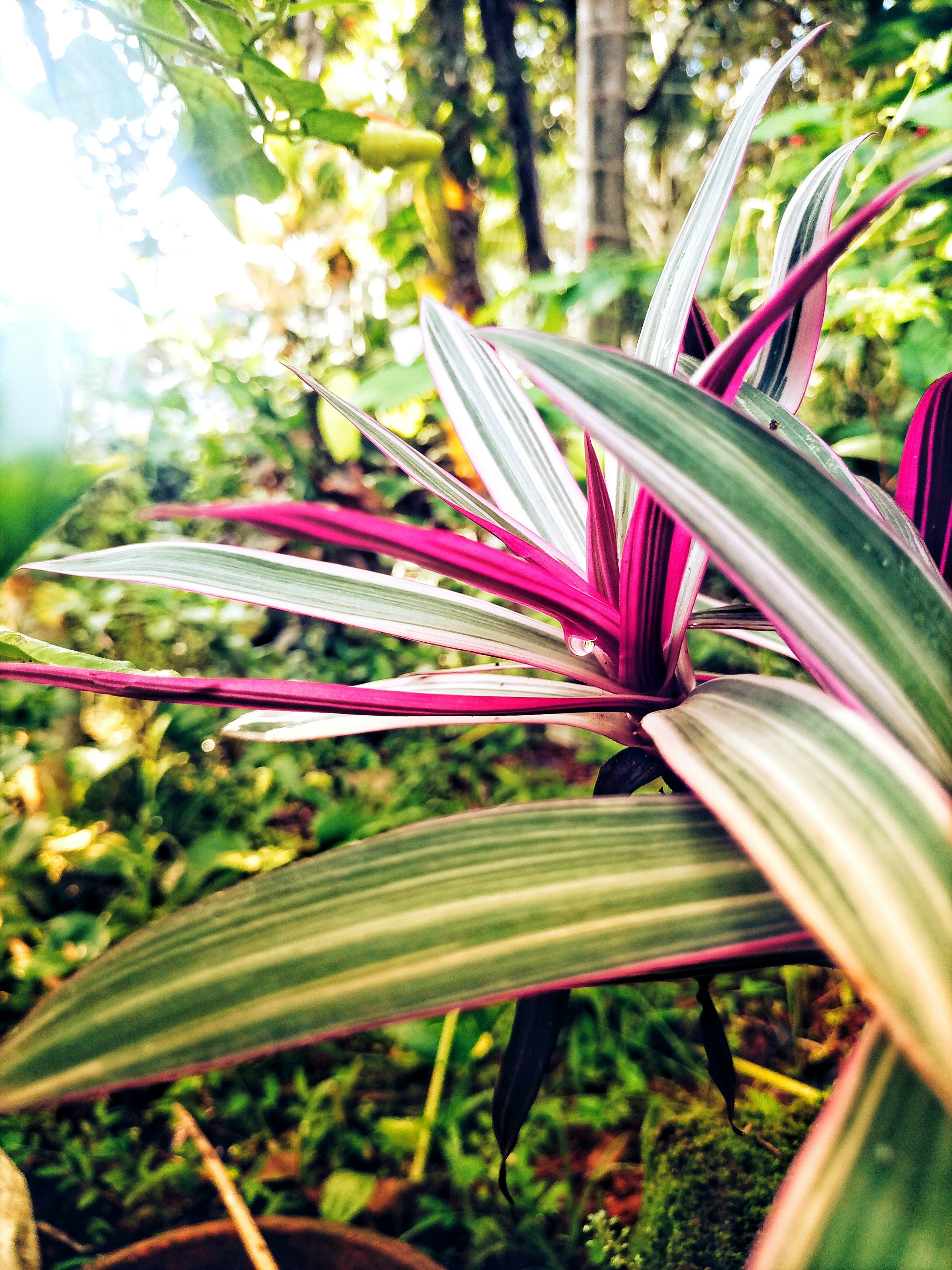 Tropical Aroid Plant Collection