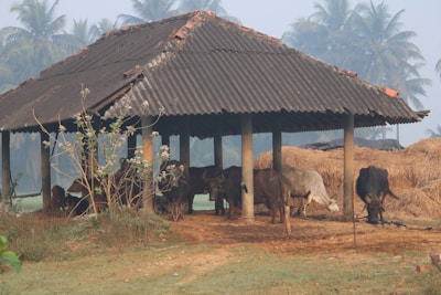 A rustic shelter with a corrugated roof stands amidst a rural setting, housing several cows. The area is surrounded by haystacks and lush green palm trees, with a few flowering plants nearby. The ground is covered with grass and soil.