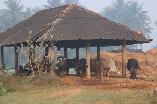 A rustic shelter with a corrugated roof stands amidst a rural setting, housing several cows. The area is surrounded by haystacks and lush green palm trees, with a few flowering plants nearby. The ground is covered with grass and soil.
