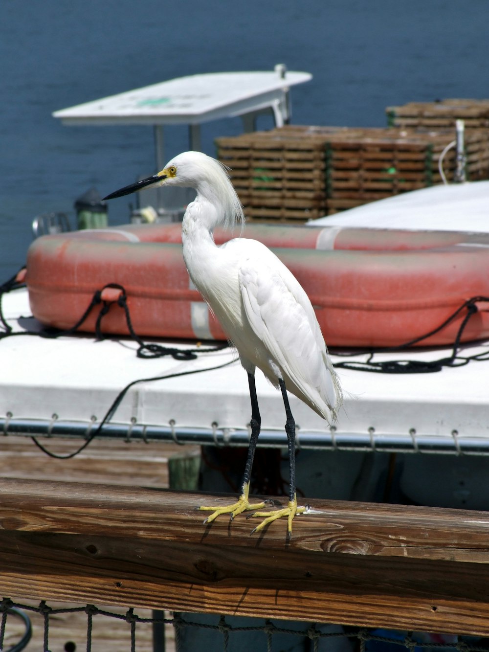 Un uccello bianco su una ringhiera