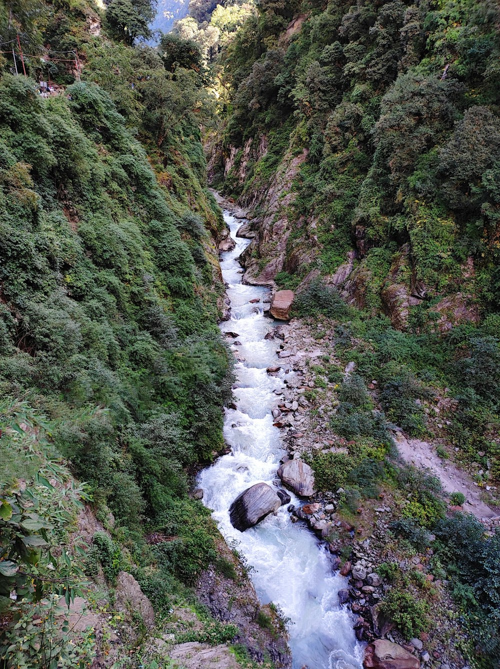 a river running through a forest