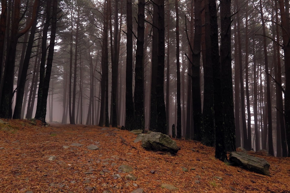 a forest with trees