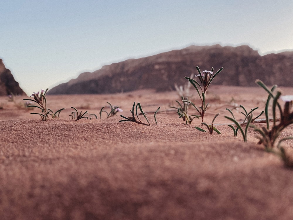 Un primer plano de una planta