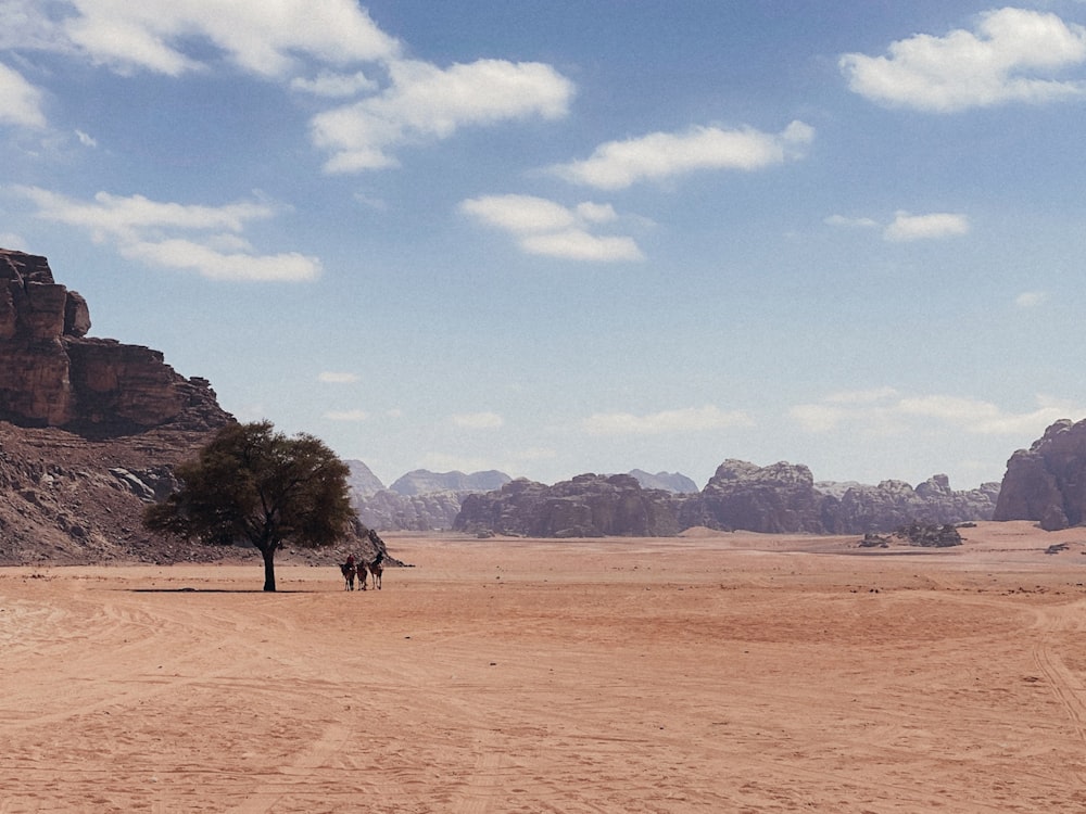 a couple of horses in a desert with Wadi Rum in the background