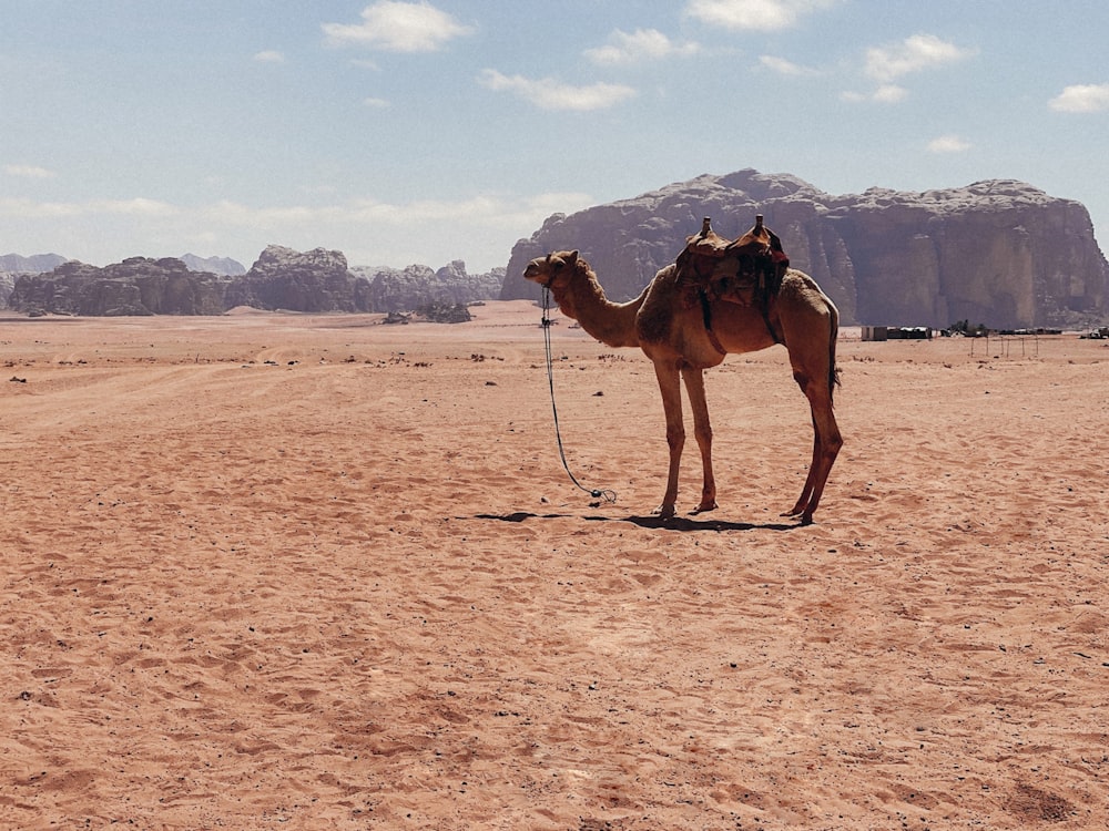 a camel standing in a desert