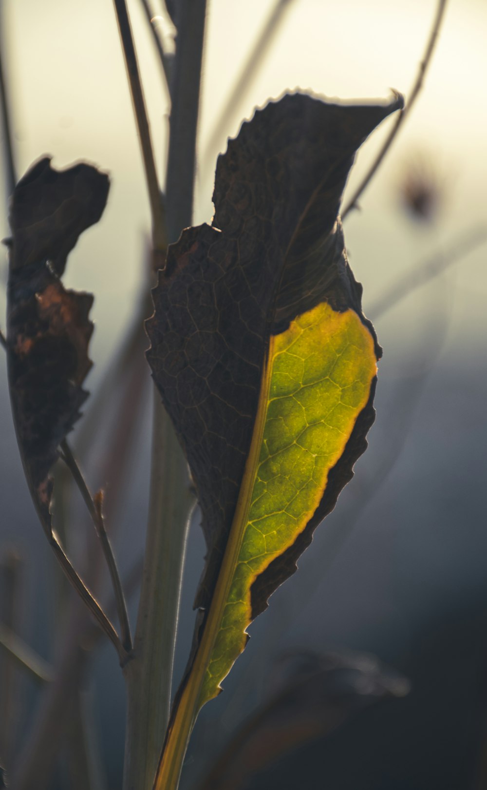 a close up of a plant