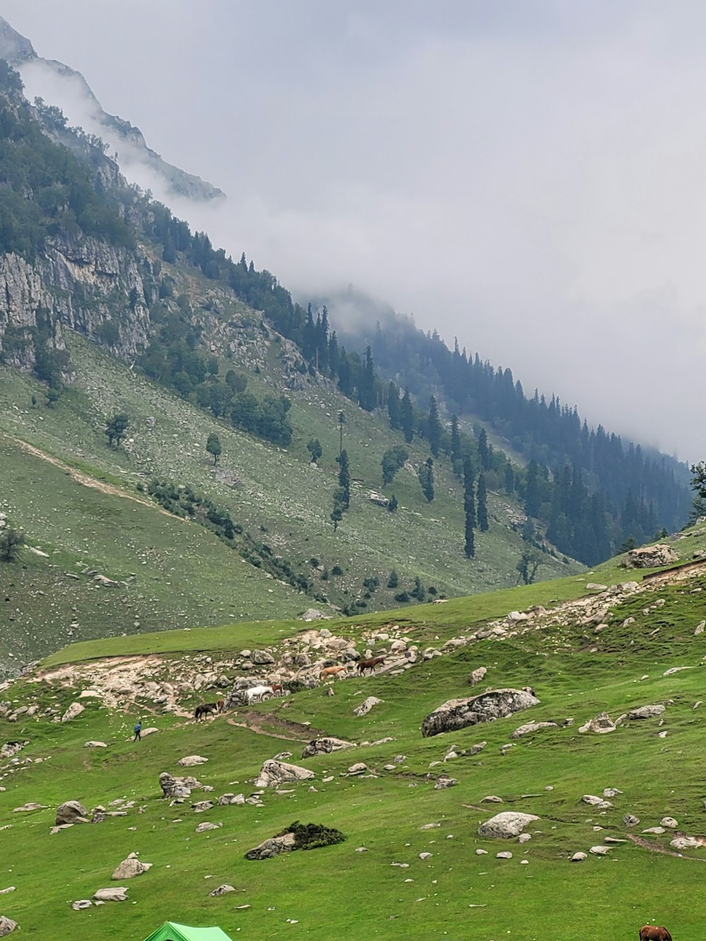 a grassy hill with trees and mountains in the background