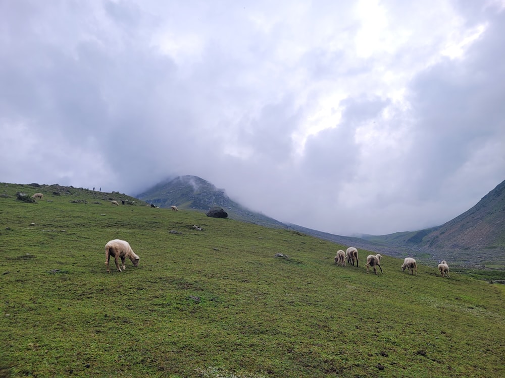 a group of sheep grazing on a hill