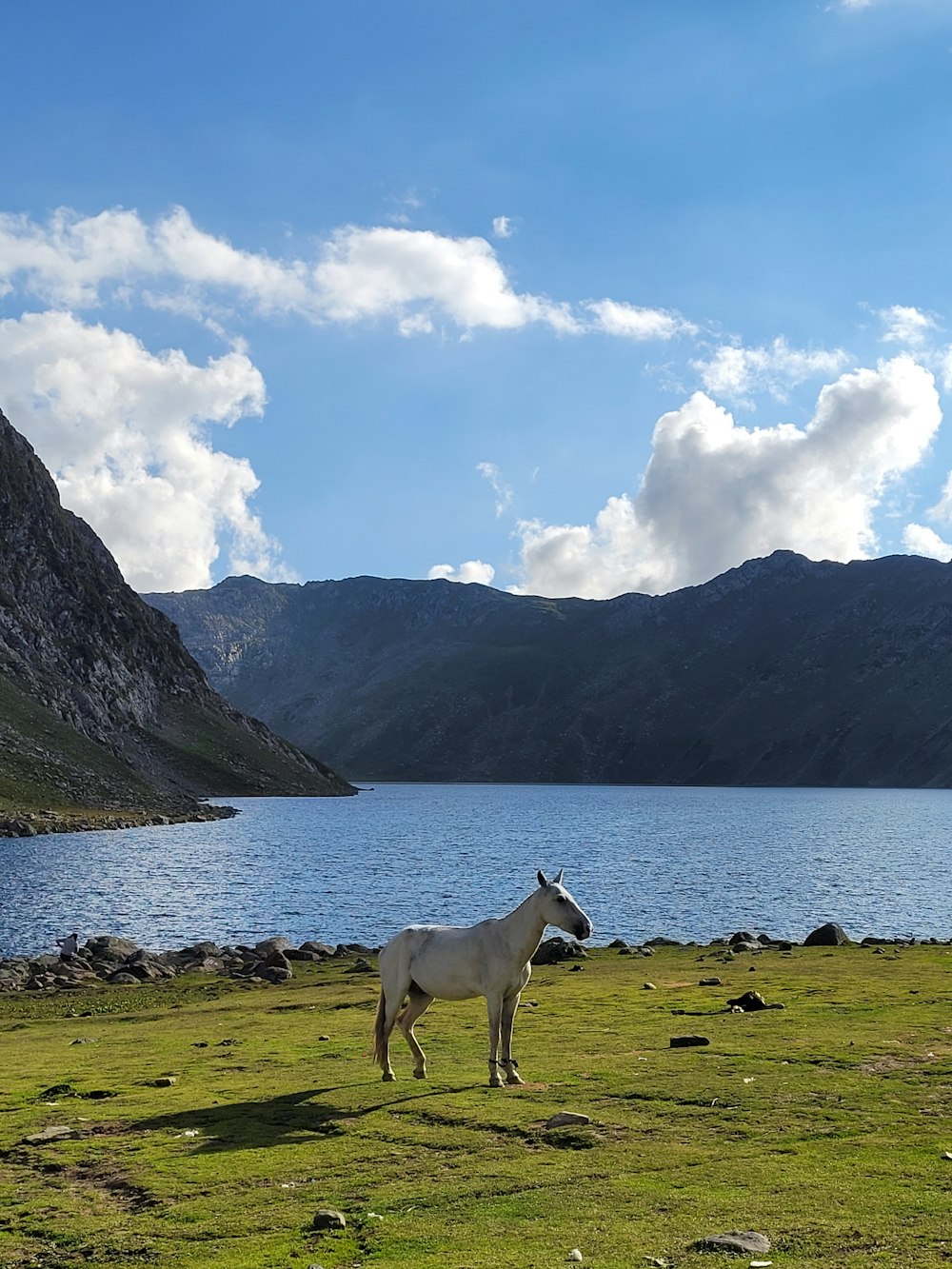 a horse standing on a grassy hill by a body of water