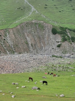 Rolling green hills with grazing horses on a grassy meadow. A steep rocky slope and scattered boulders are present in the background, adding texture to the landscape. Lush vegetation and patches of rocks complete the serene natural scene.