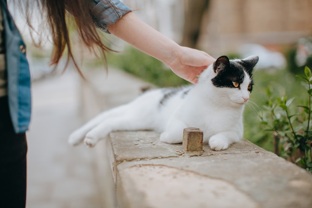 a person petting a cat