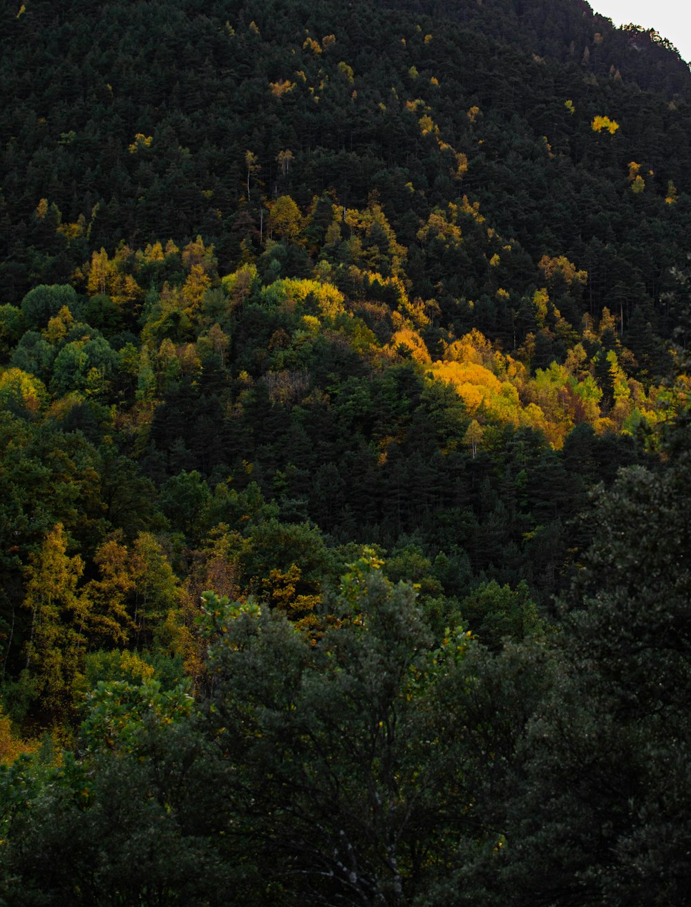 a forest of trees