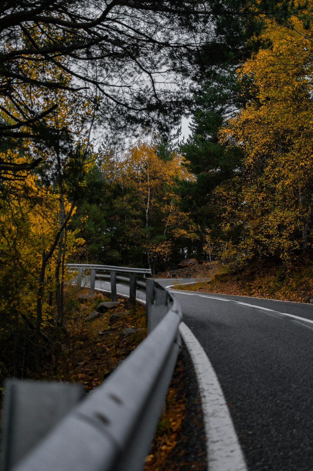 a road with trees on the side