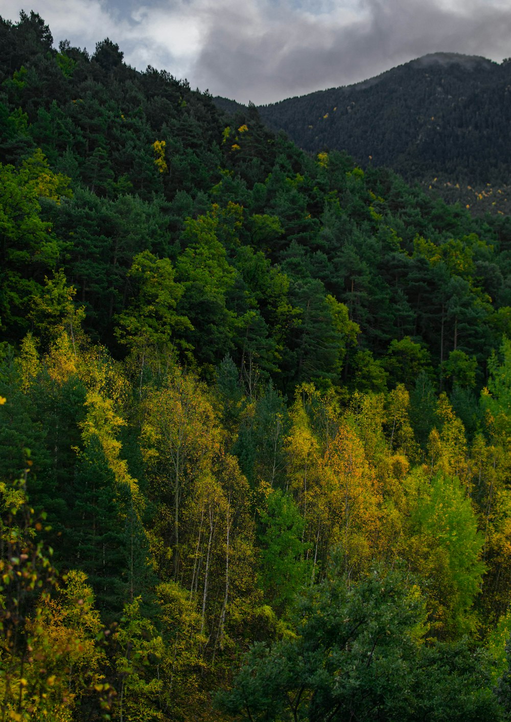 a forest of trees