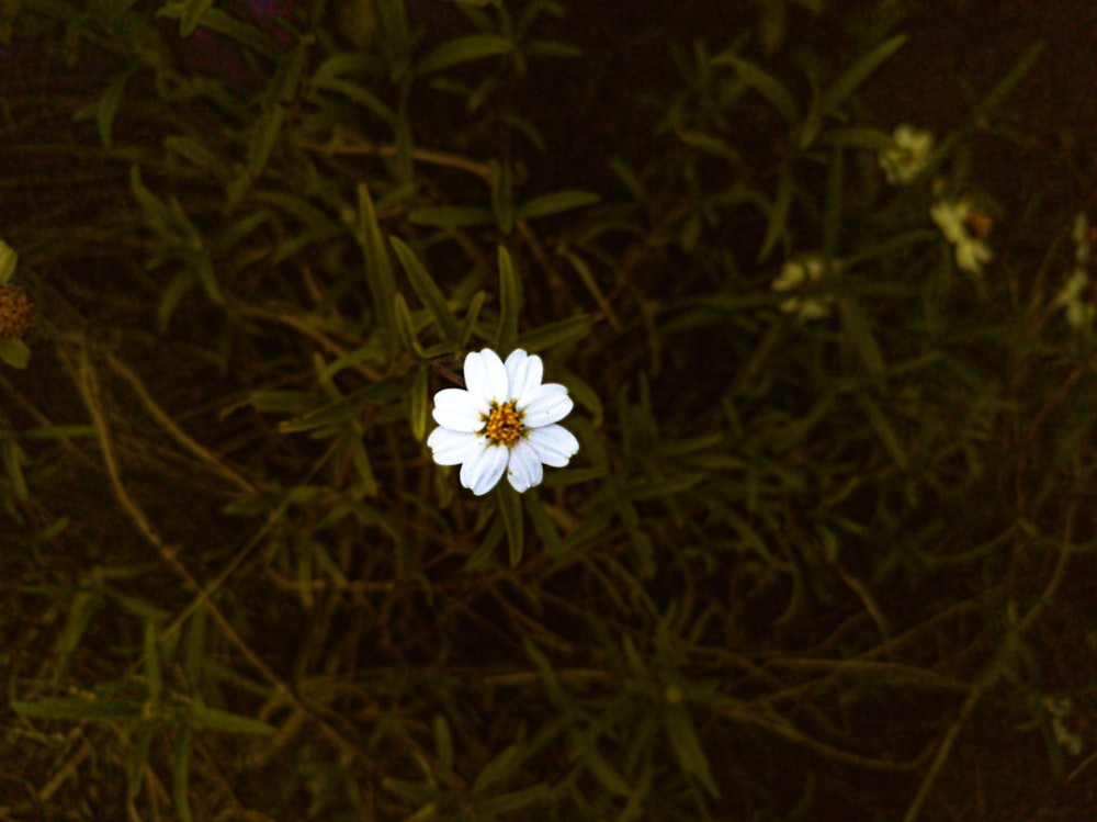 a white flower in a field of grass