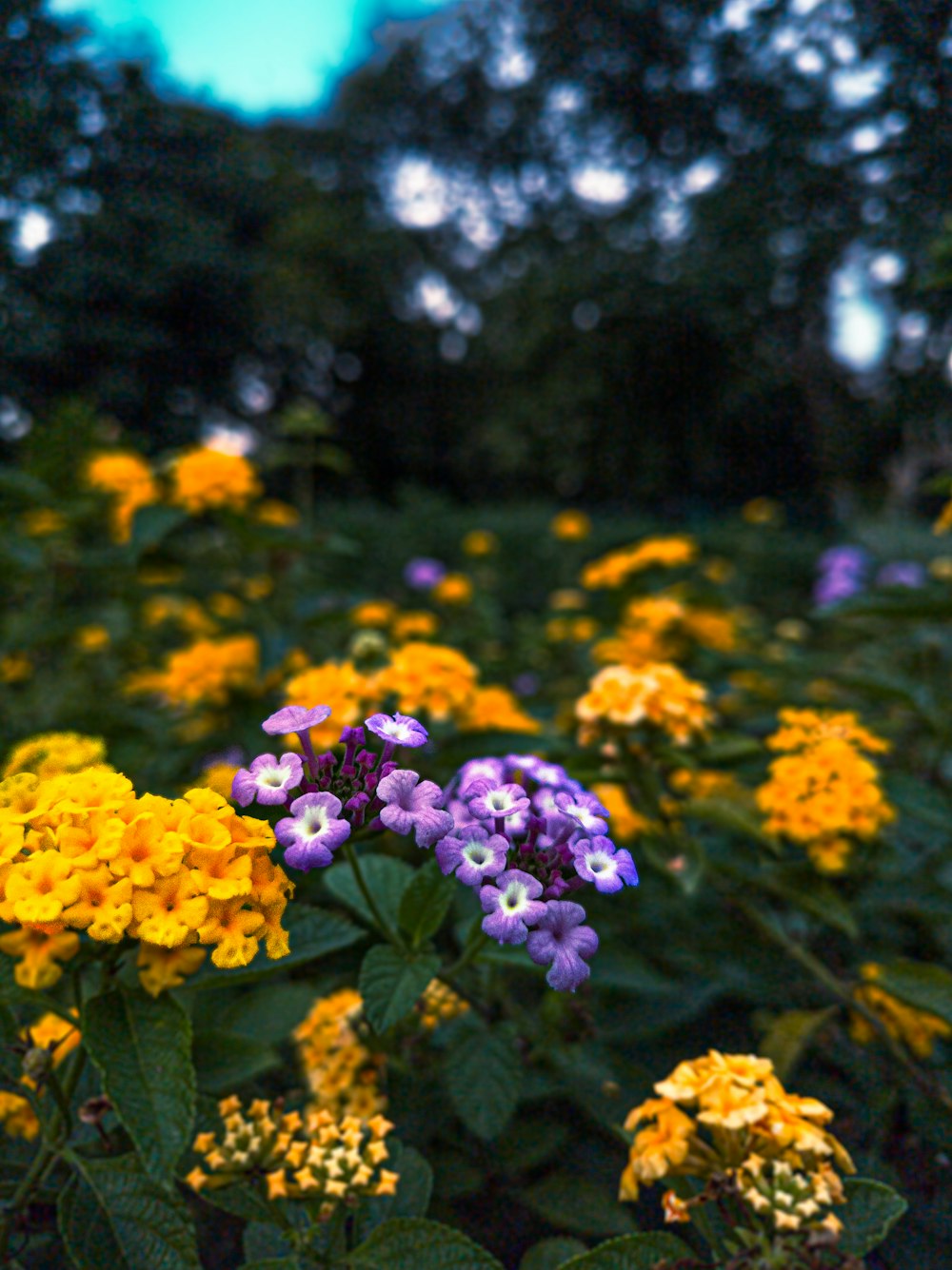 a group of colorful flowers