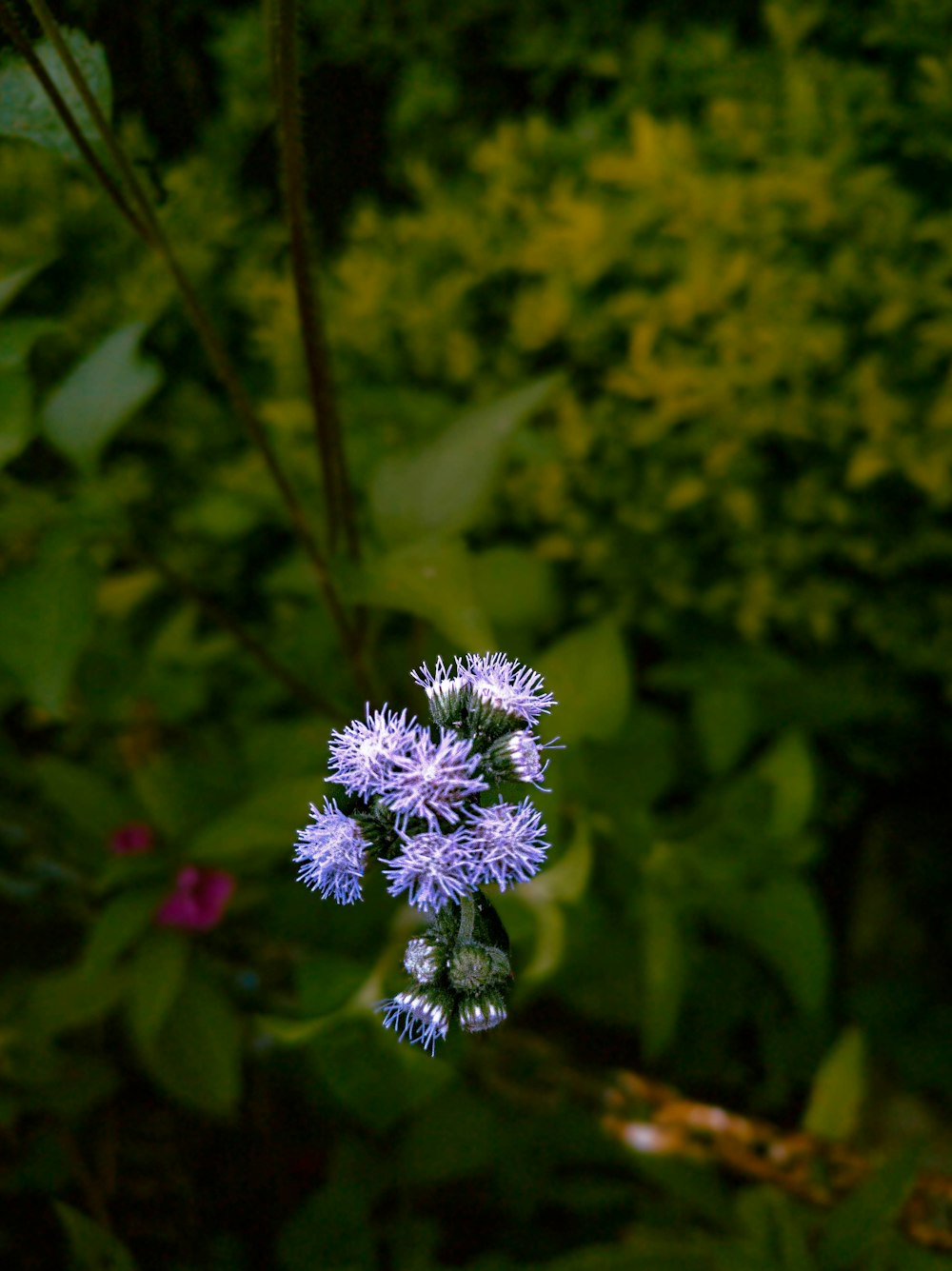 a close up of a flower