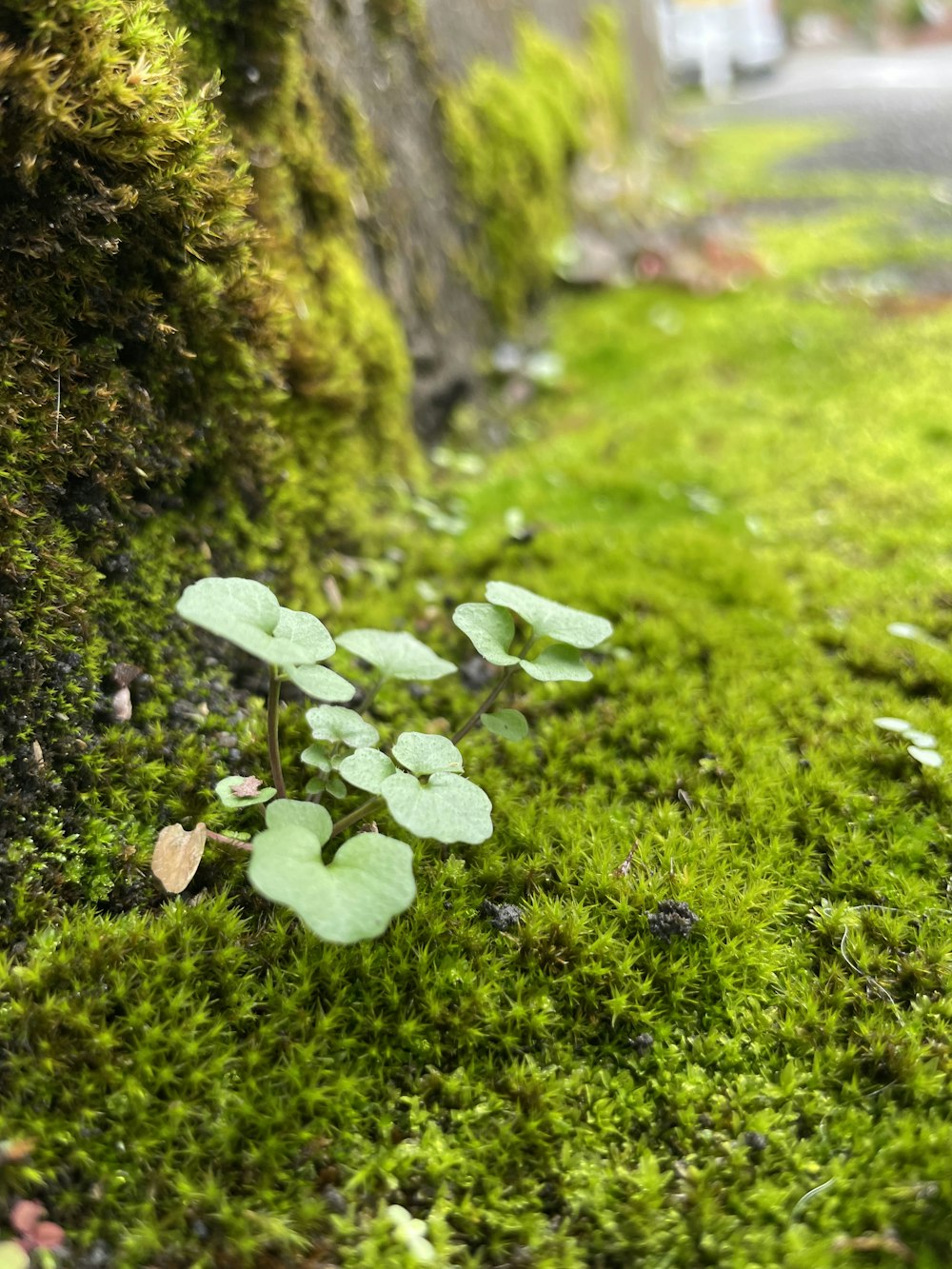 a small plant growing out of a tree trunk