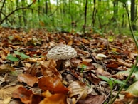 A forest floor covered with fallen leaves in shades of brown and orange, featuring a prominent mushroom with a textured cap in the center. Surrounding the mushroom are twigs and green elements, with a blurred background of trees creating a serene woodland atmosphere.