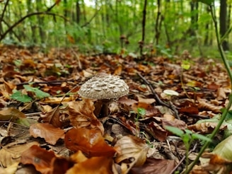 A forest floor covered with fallen leaves in shades of brown and orange, featuring a prominent mushroom with a textured cap in the center. Surrounding the mushroom are twigs and green elements, with a blurred background of trees creating a serene woodland atmosphere.