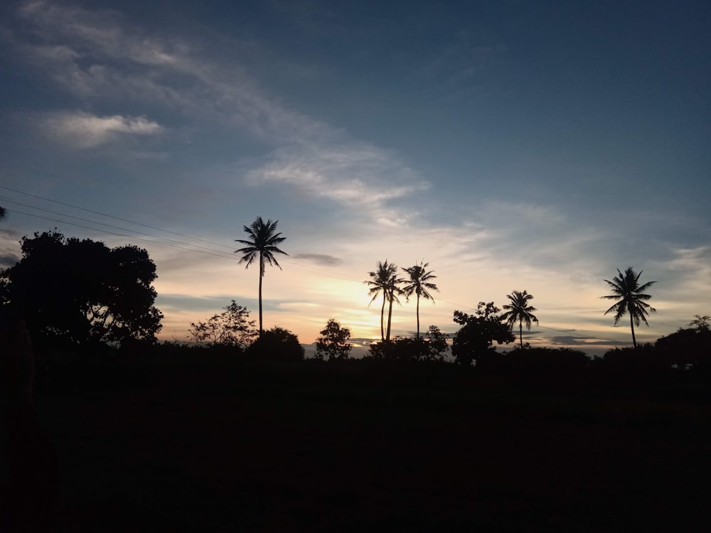 a group of trees and a sunset