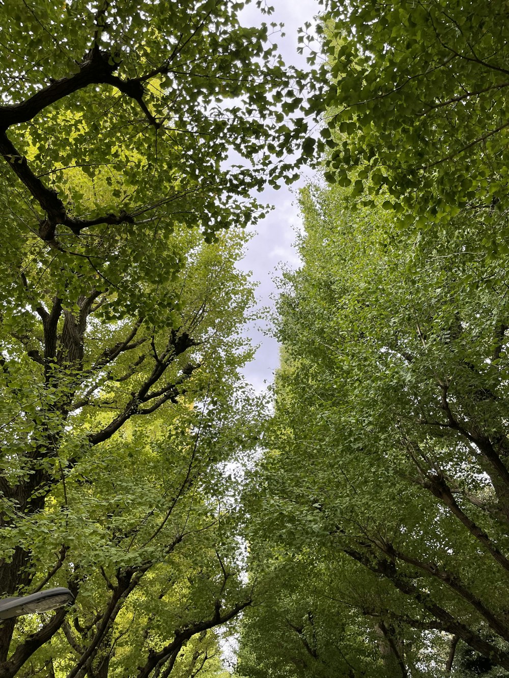 looking up at trees