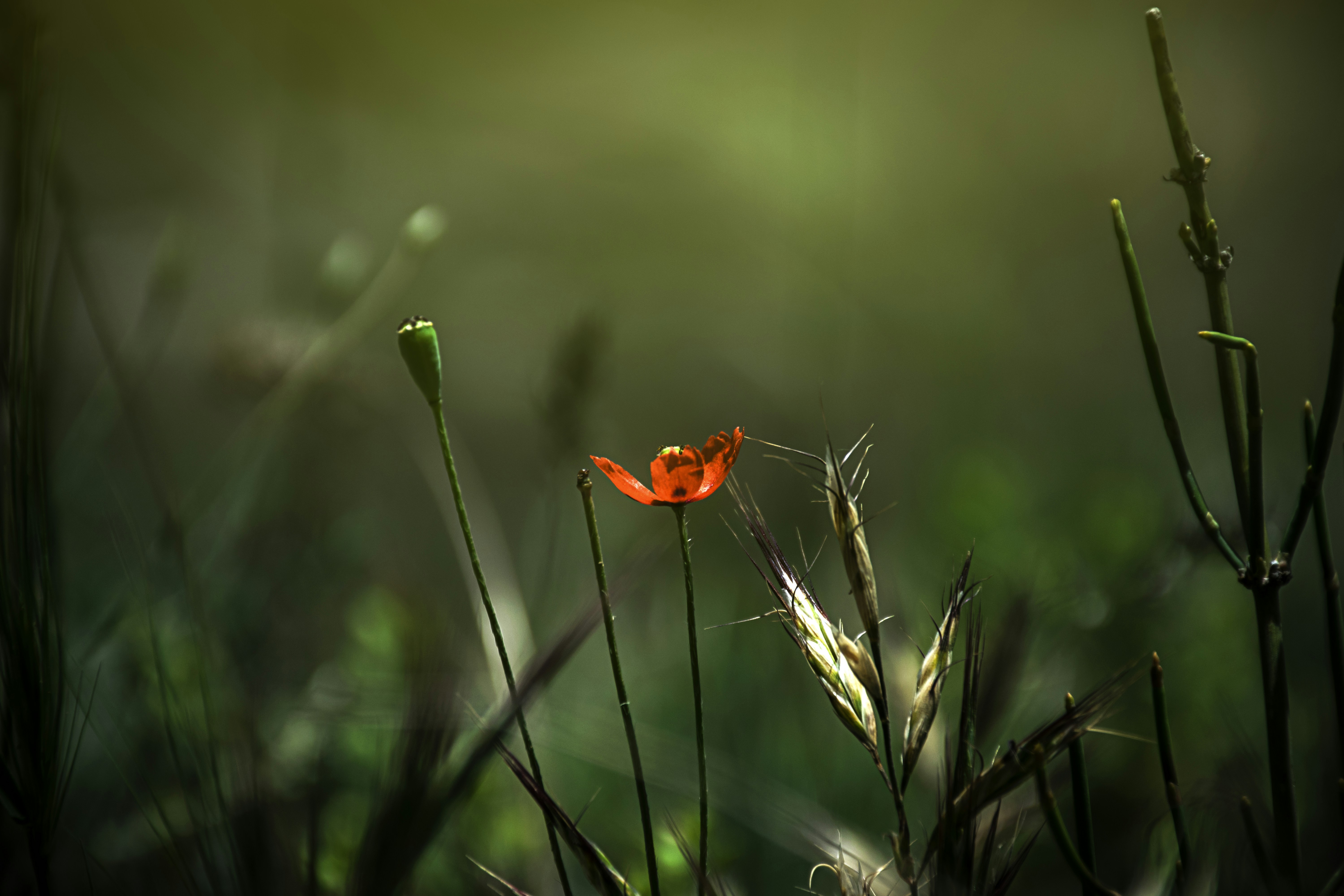 Photo by behzadjourabchi