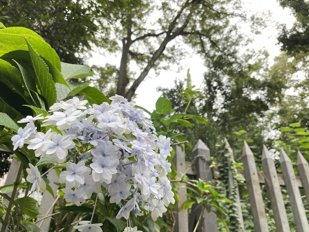 Un grupo de flores blancas